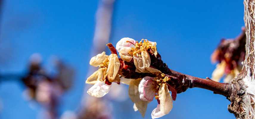 consequences gel sur abricotier