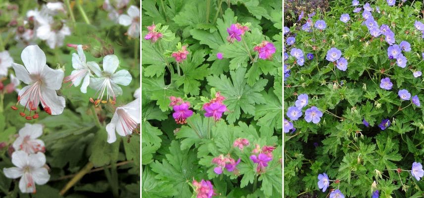 Géranium vivace macrorrhizum Spessart, Bevan s Variety et rozanne