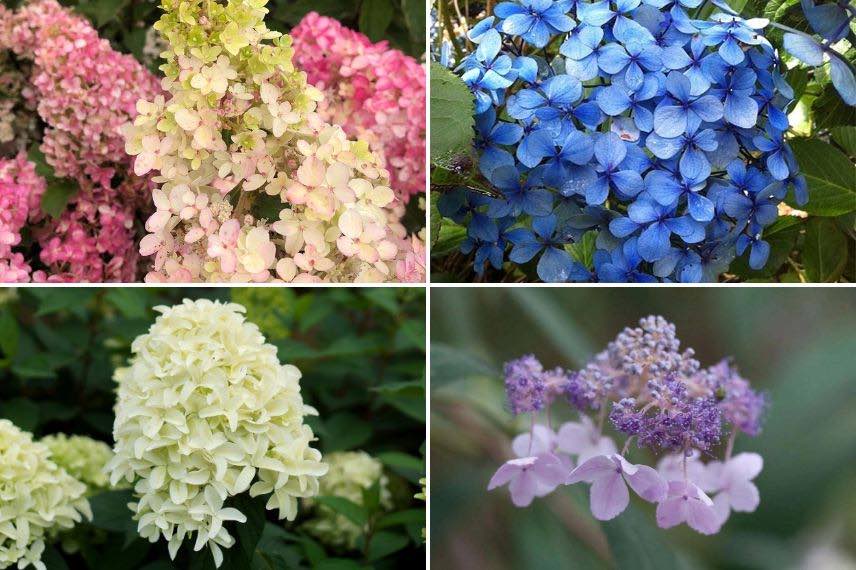 differentes fleurs d'hortensias