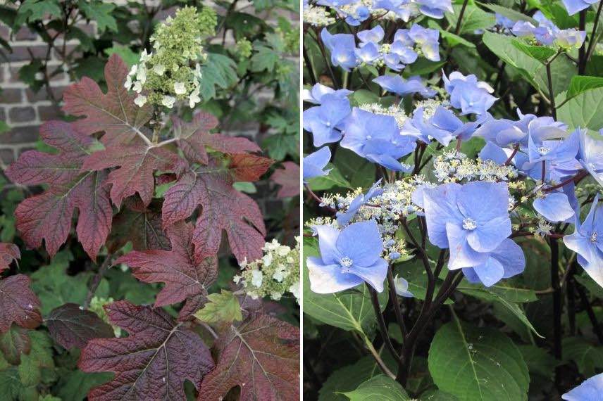 feuillage et tiges colorées d' hortensias