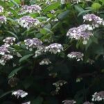 Quels sont les hortensias pour l’ombre ?