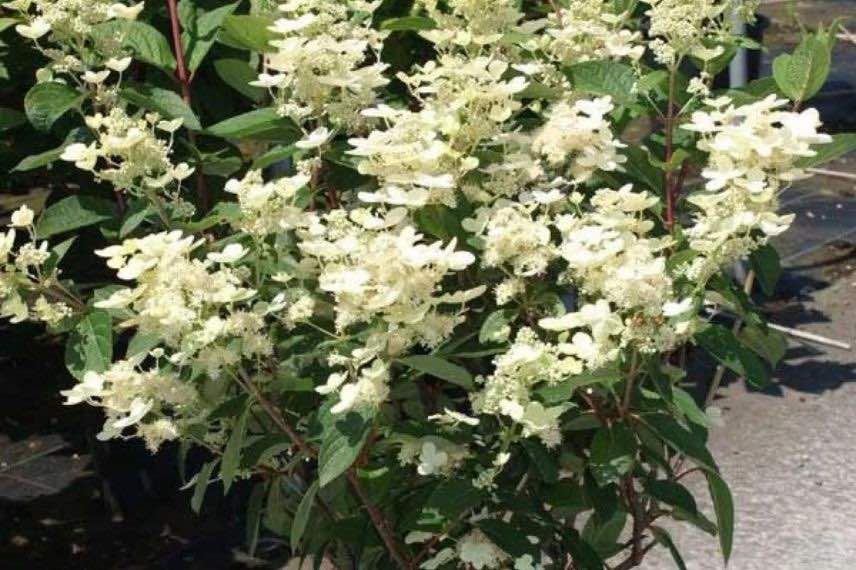 buisson d'hortensia paniculé