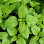 Comment faire du sirop de mélisse ?