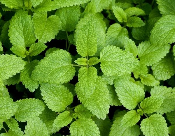 Comment faire du sirop de mélisse ?