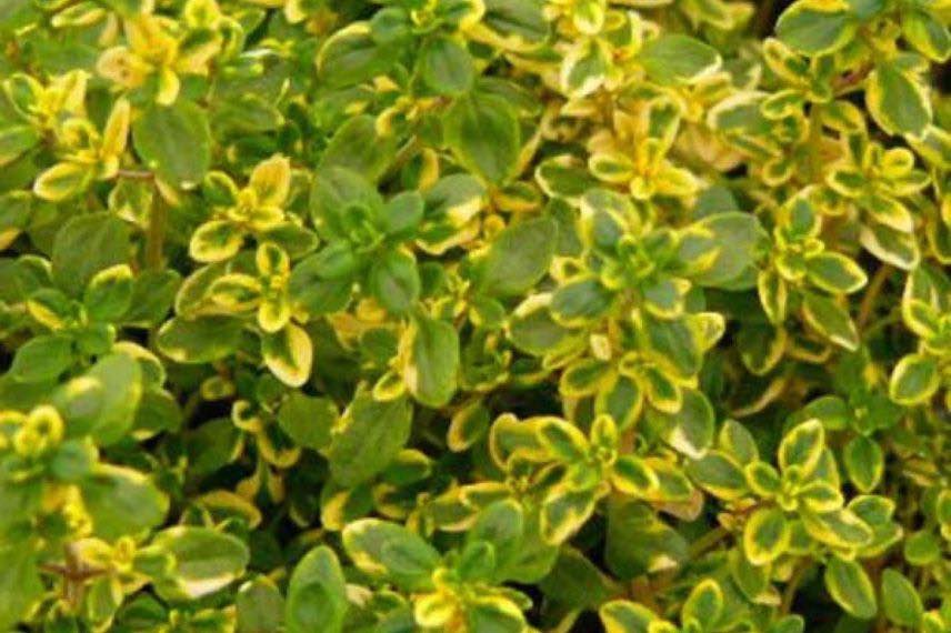 feuillage de thym citron