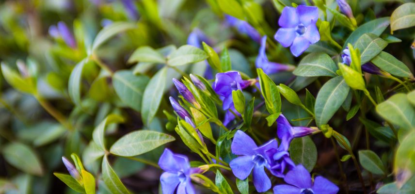 grande pervenche envahissante