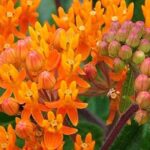 Créez un jardin luxuriant et dépaysant avec ces 7 vivaces exotiques