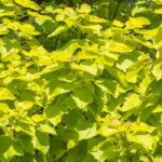 7 arbres à feuillage doré
