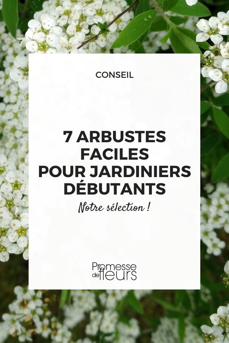 Spiraea nipponica Snowmound