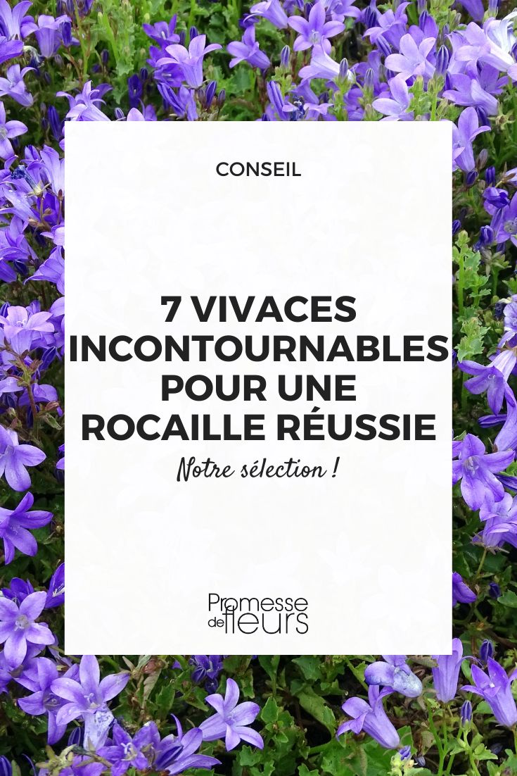 Campanula portenschlagiana