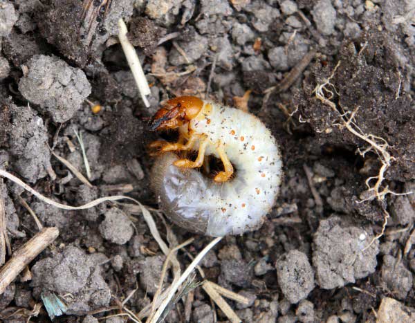 Comment lutter contre les vers blancs grâce aux nématodes ?