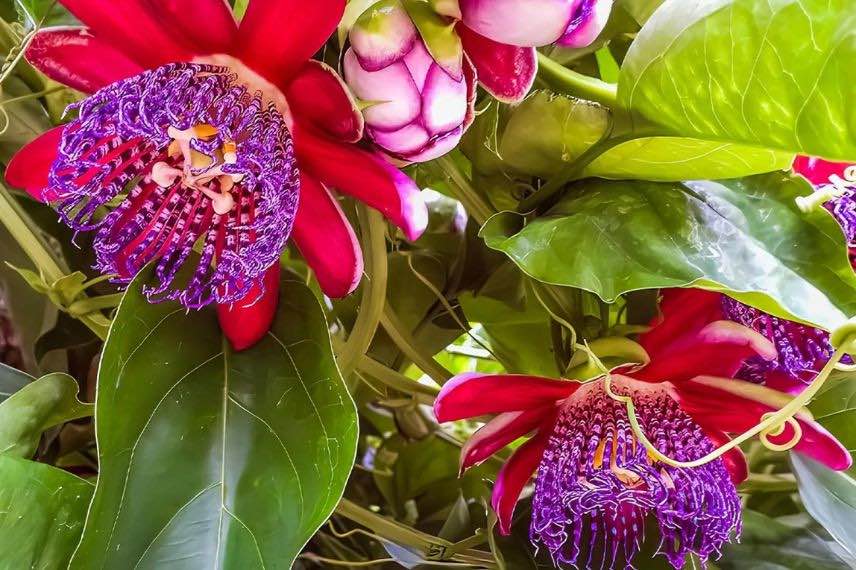 passiflore quadrangularis