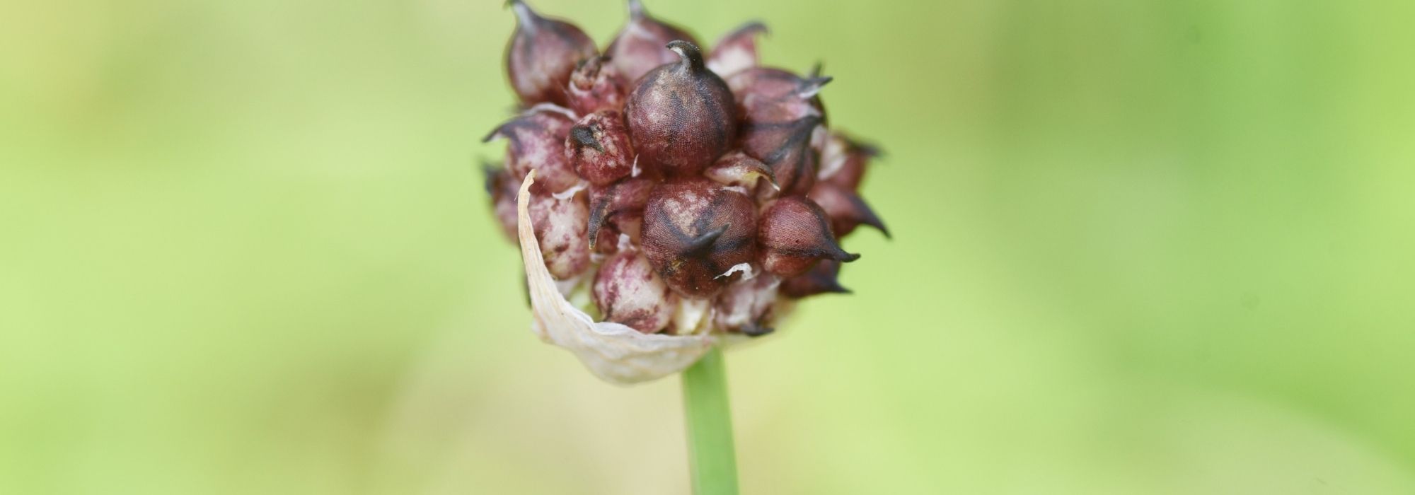 Ail et oignon rocambole : réussir la culture de deux légumes perpétuels