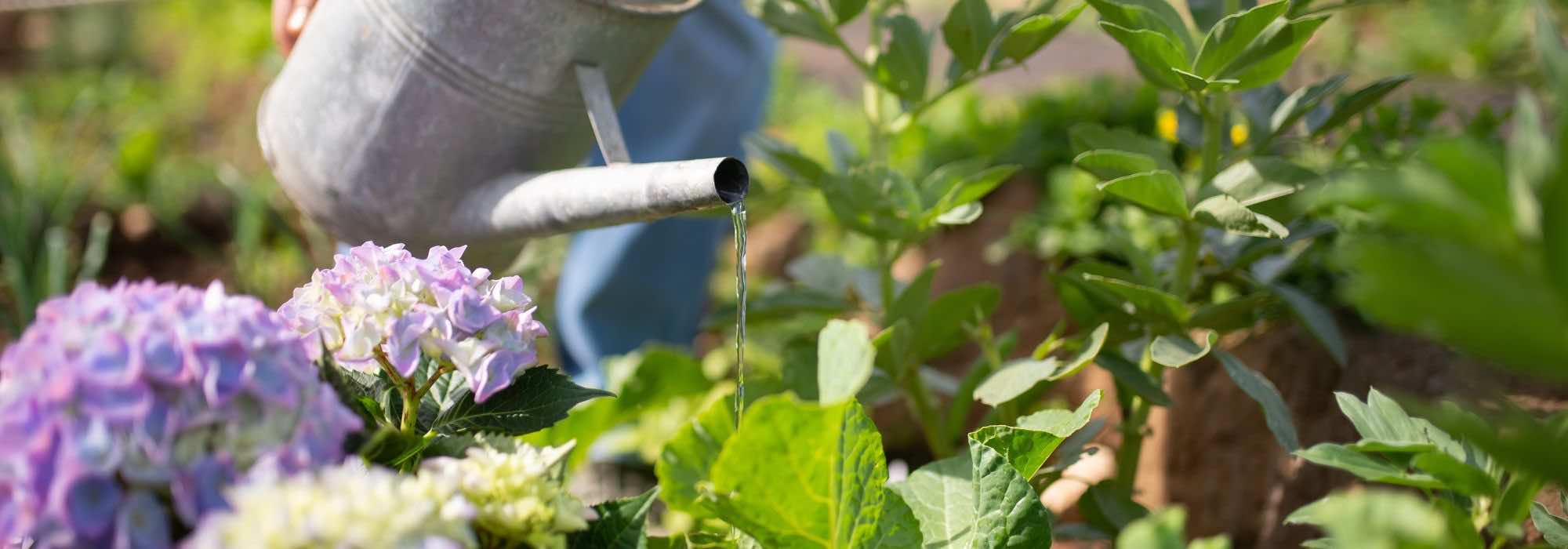 Faut-il arroser les feuilles des plantes du jardin ?
