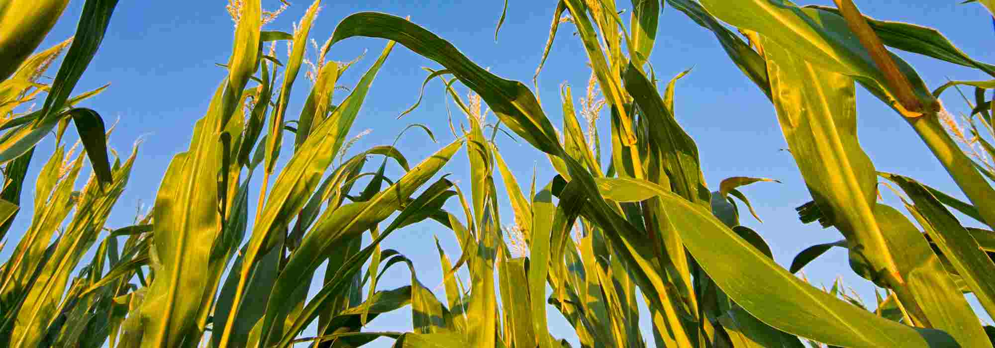 Potager en permaculture : tout savoir sur les associations de légumes