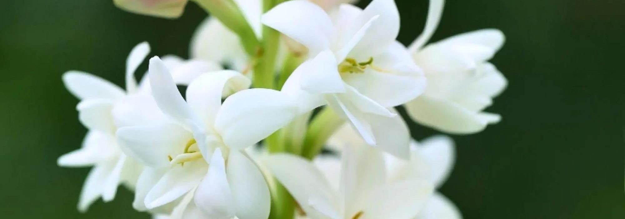 Des bulbes pour un jardin parfumé tout l’été !