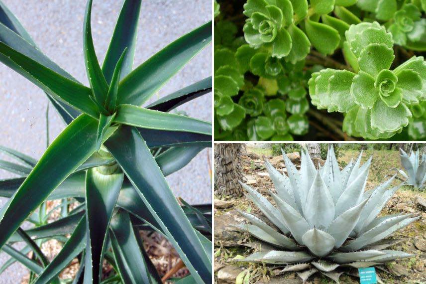 aloe, sedum et agave