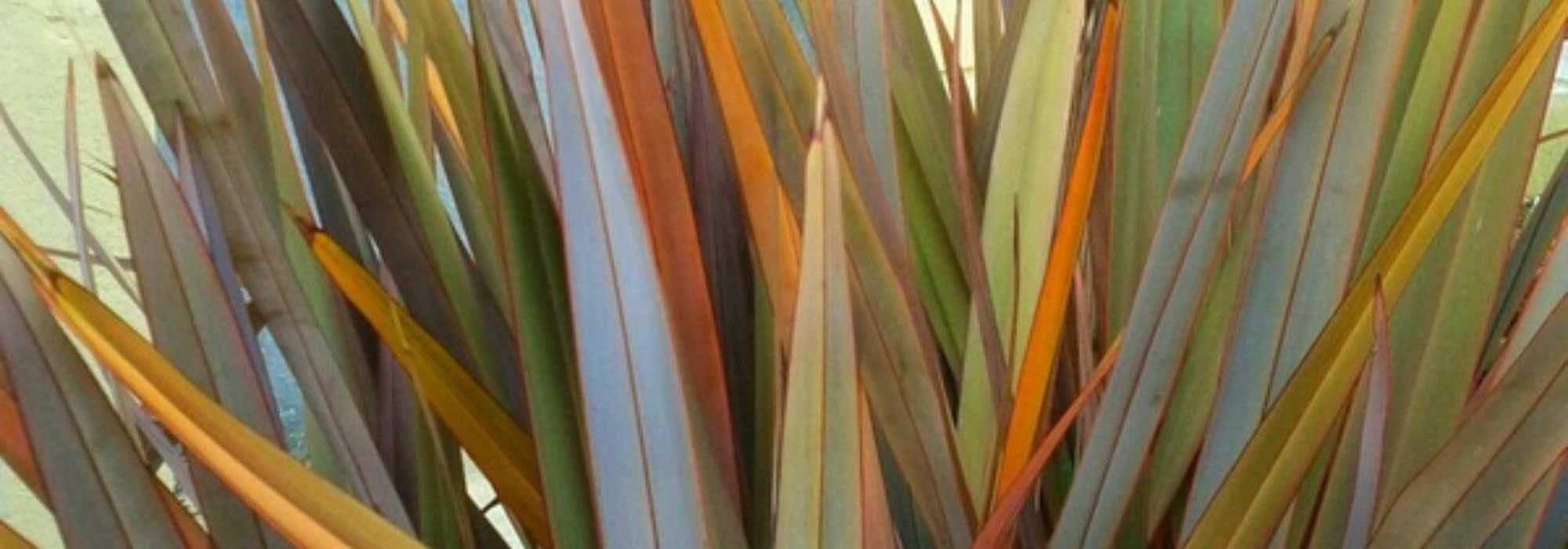 Comment bien choisir un Phormium ?