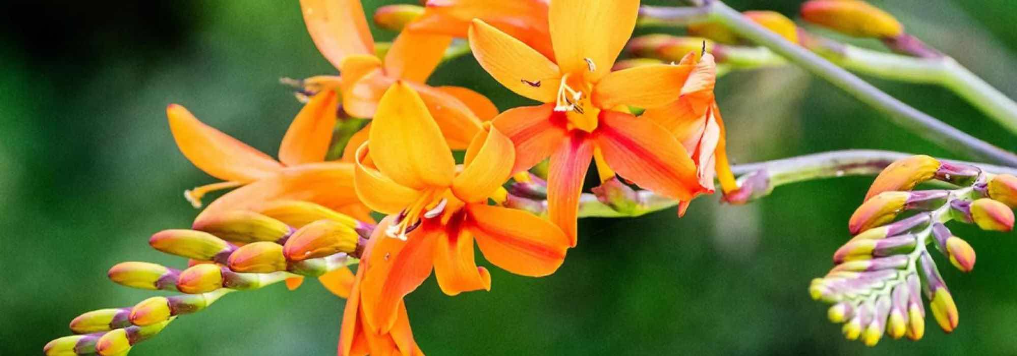 Crocosmias à fleurs hautes : notre sélection pour un jardin majestueux