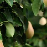 Les fruitiers les plus faciles à cultiver au jardin