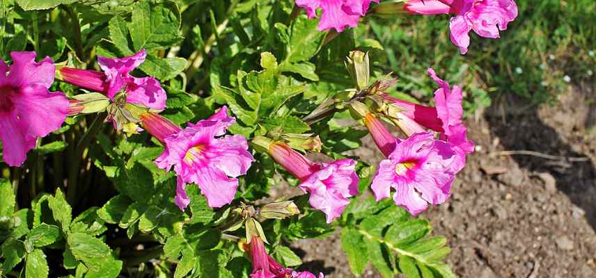 comment planter des incarvillees