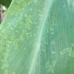 Maladies et parasites de la Cordyline