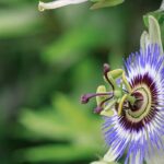 Quel est le meilleur endroit pour planter une passiflore ?