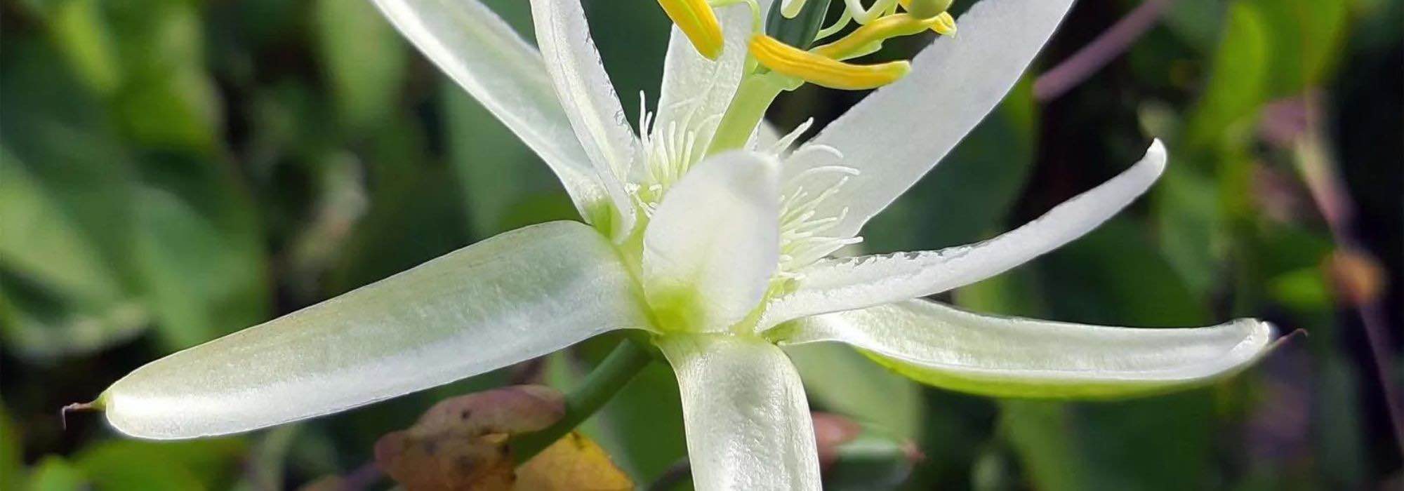 Les plus belles passiflores à fleurs blanches