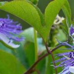 Les Passiflores les plus parfumées : comment les choisir et les cultiver avec succès