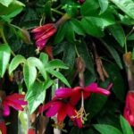 7 passiflores à fleurs roses pour embellir le jardin