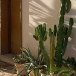 Sortir les plantes d'intérieur à la belle saison : tous nos conseils