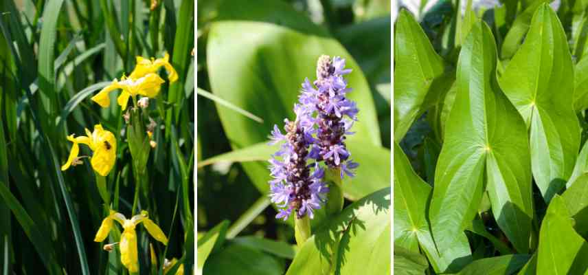 combien de plantes emergentes dans un bassin