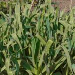 Poireau perpétuel : réussir sa plantation et sa culture