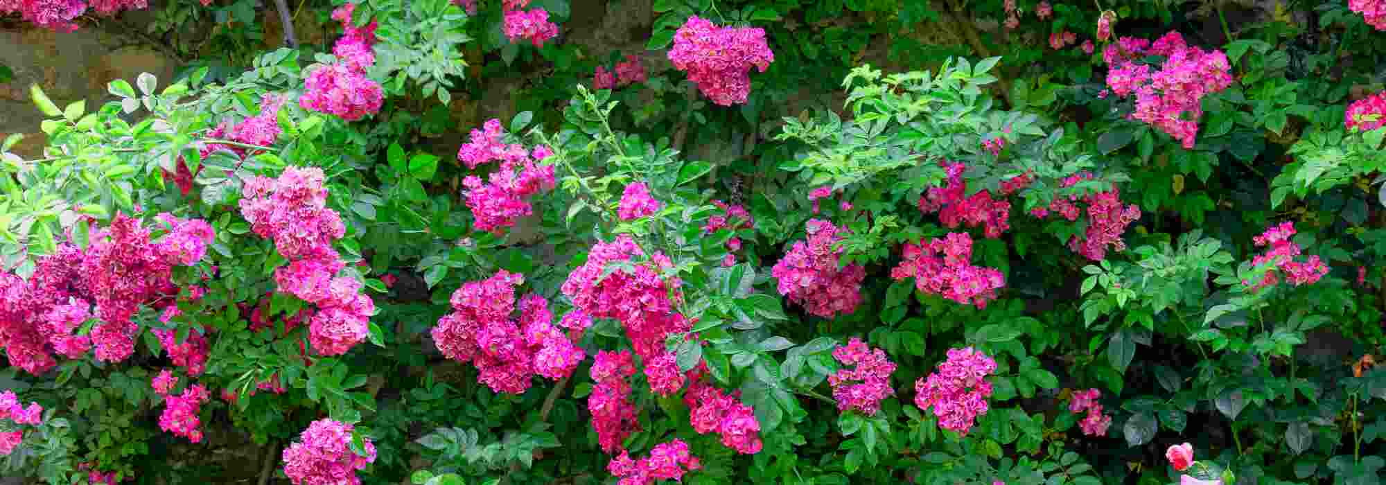 Notre sélection de rosiers grimpants à fleurs roses