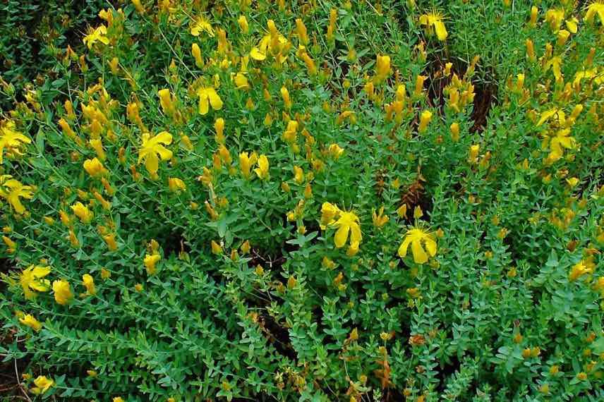 buisson de millepertuis grec