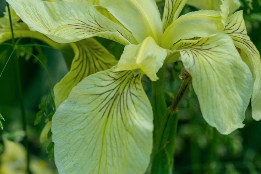 fleurs jaune pâle d'Iris pseudacorus var. bastardii