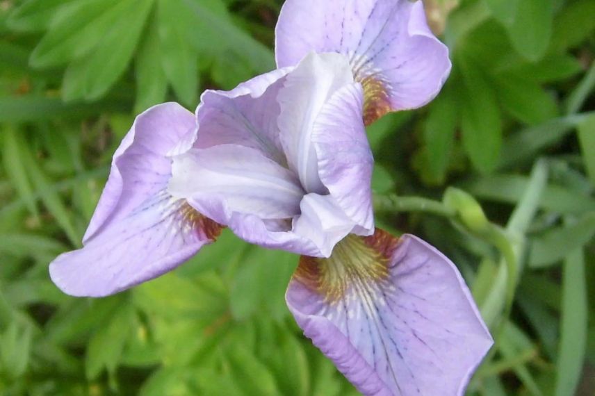 fleur rose d'Iris de Sibérie