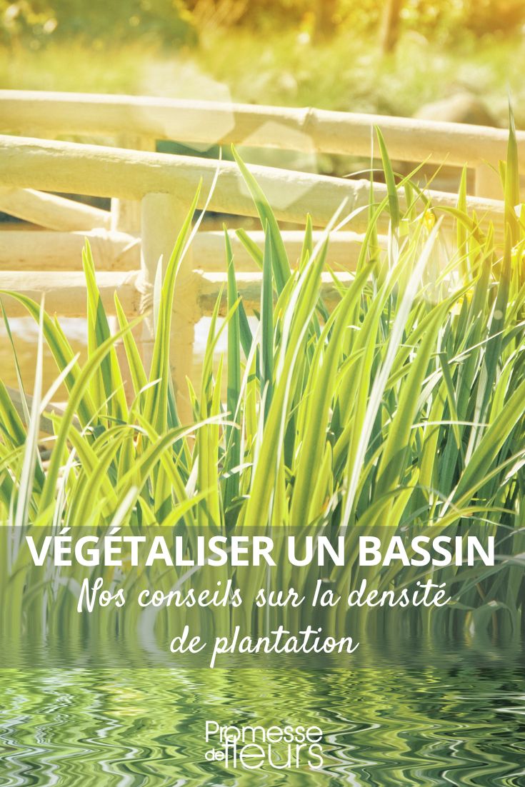 combien de plantes installer dans un bassin