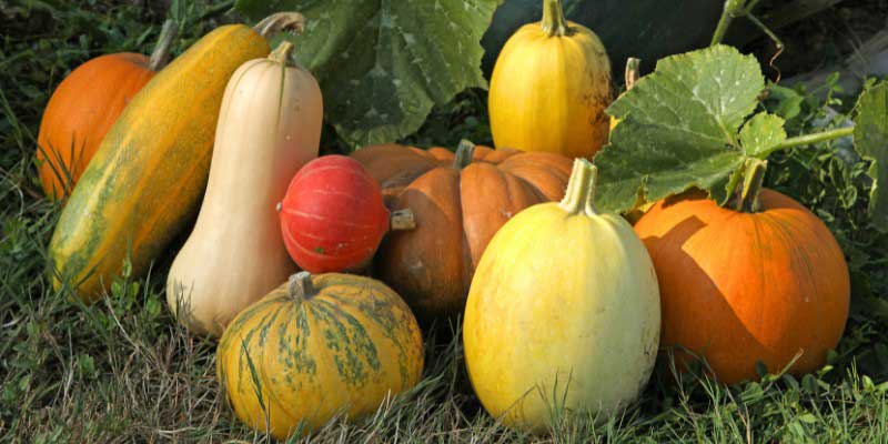 Graver ses courges