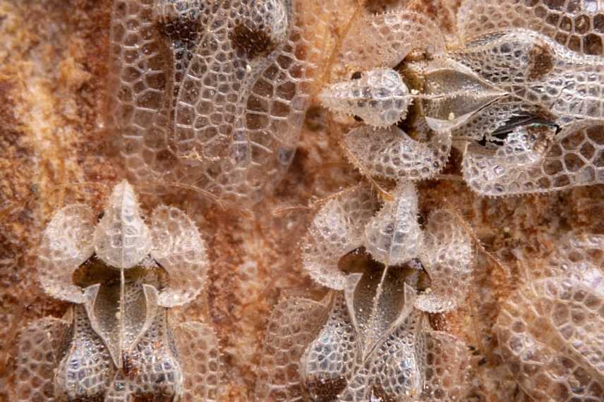 tigre du platane lutte