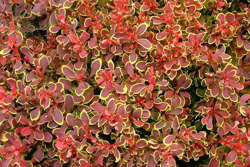 feuillage coloré de berberis nain