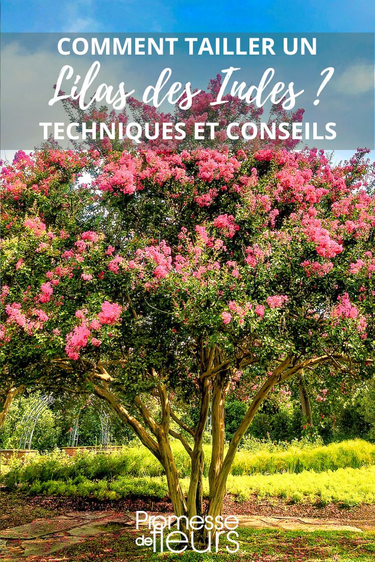 conseils taille Lagerstroemia