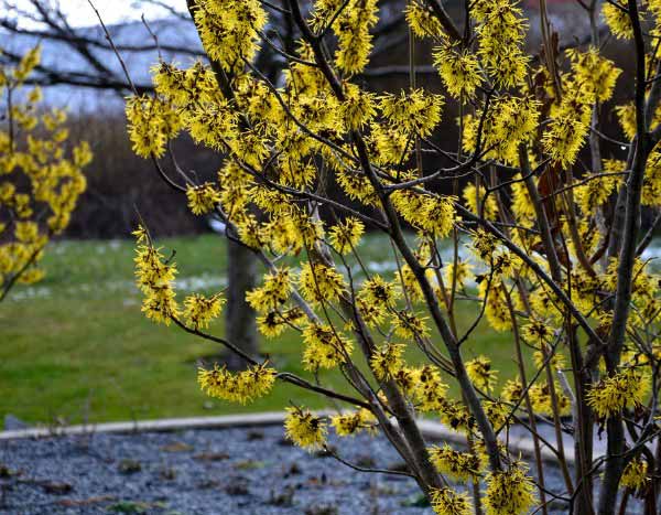 Comment tailler l'Hamamélis ?