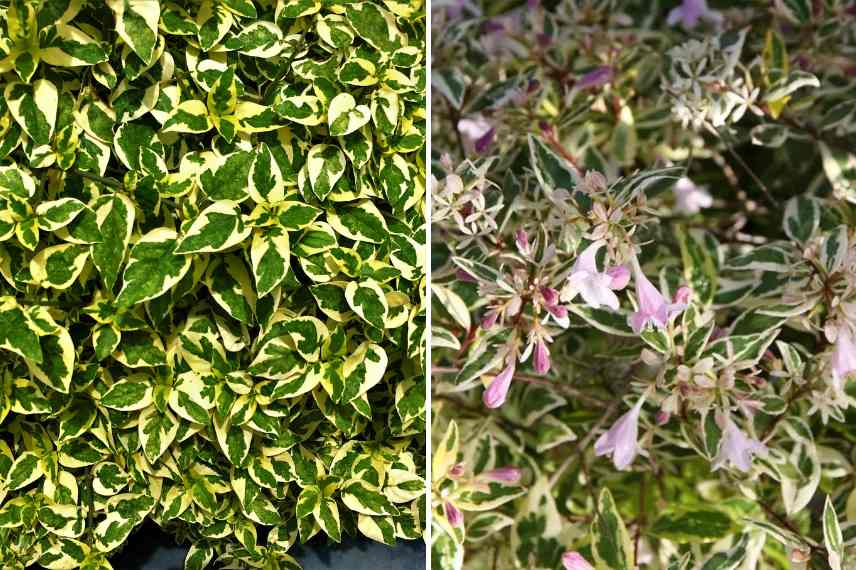 abélia feuillage panaché