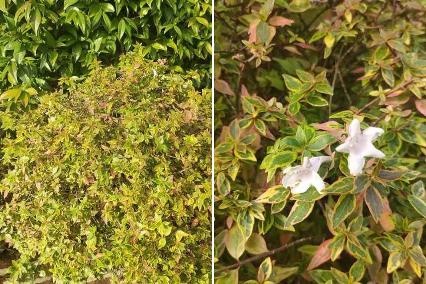 abélia feuillage panaché