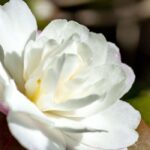 Camélia : comment le protéger du gel et l'hiverner ?