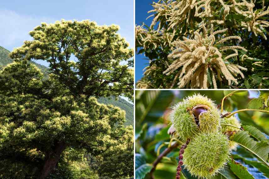 chataignier botanique