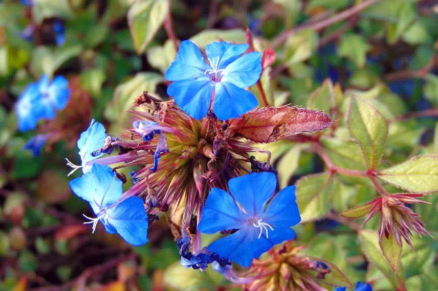 fleurs bleues de ceratostigma