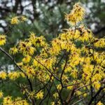 7 Hamamélis à fleurs jaunes pour un hiver fleuri