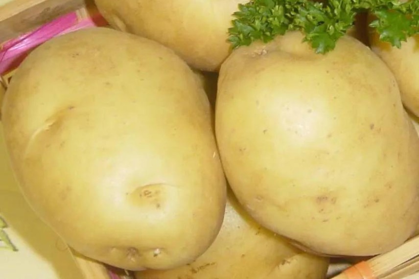 pomme de terre potager de montagne